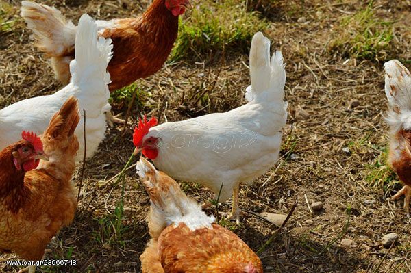 Αποτέλεσμα εικόνας για Αυγά από κότες αλανιάρες